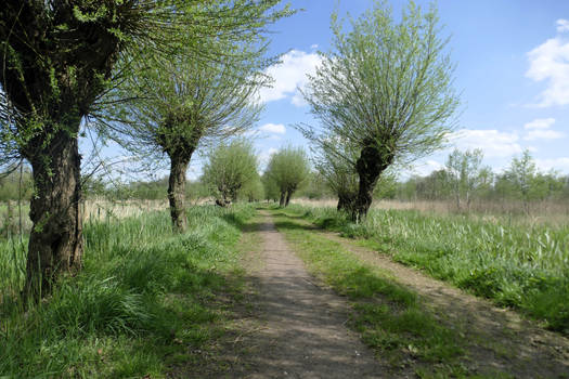 Sandy path with pollard willows