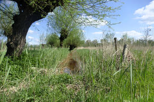 Ditch pollard willows