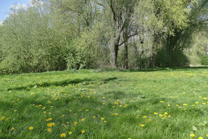 A field of dandelions