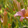 Lily-like flower