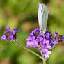 Spotted my first July Cabbage White