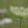Queen Anne's Lace