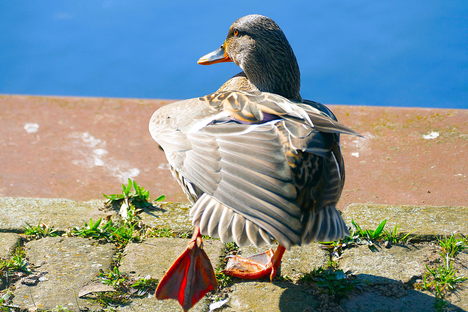 Ducky duck , wild woman