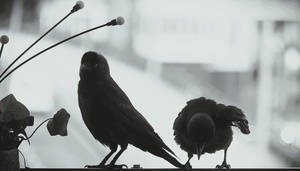 The funny jackdaw comes to visit me every day