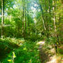 My path today September in the forest