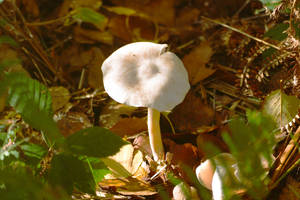 Autumncolors-National Park