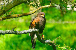 Meaning of a buzzard on your path