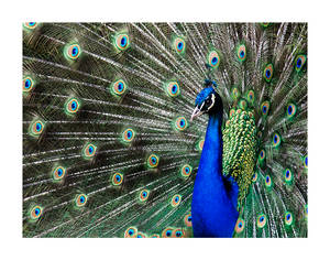 Peacock II