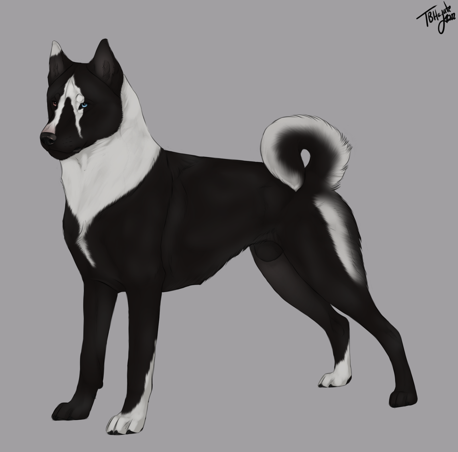 SR Siberian Husky - Empire by Sumac-Ridge on DeviantArt