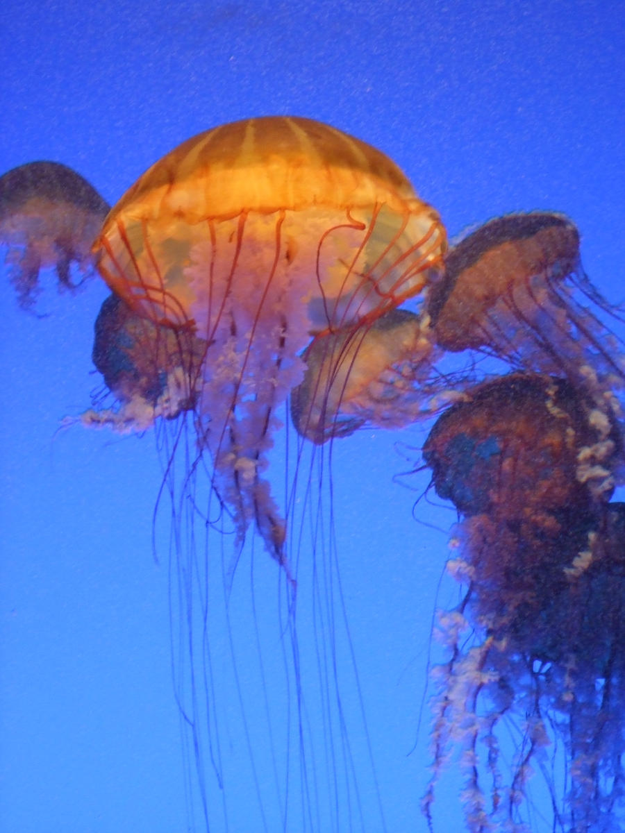 Aquarium: Jellyfish Dance