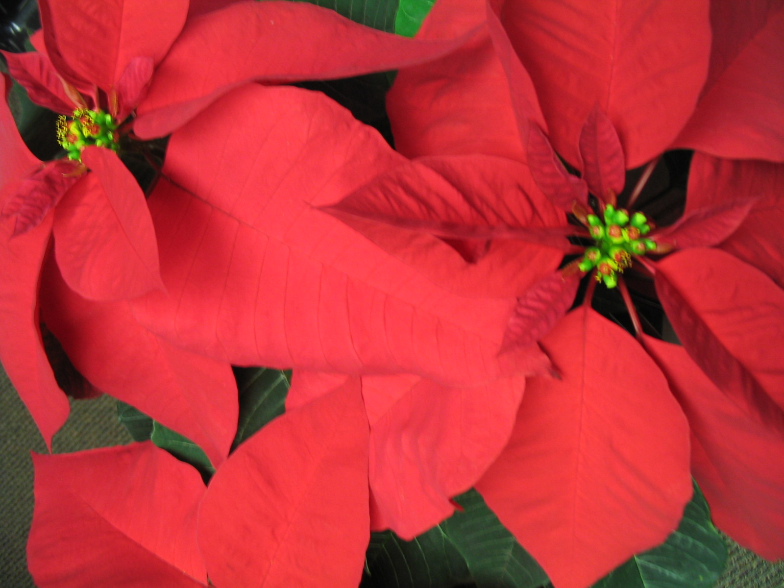 Pointsettias