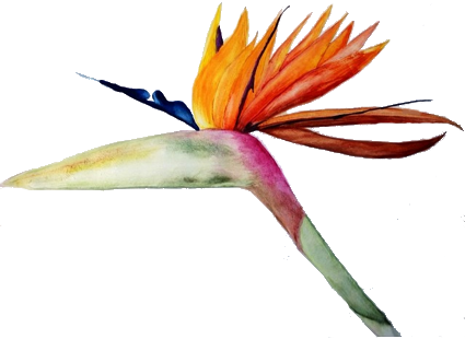 Bird of Paradise