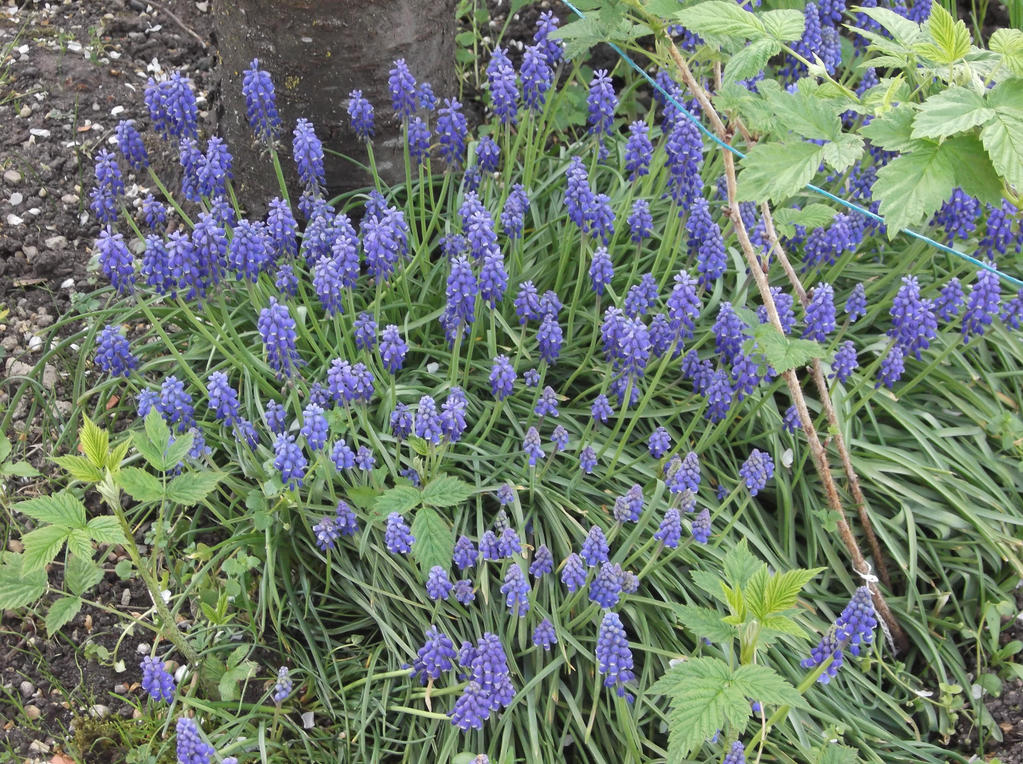 Muscaris by melusineh on DeviantArt