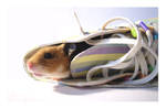 the hamster and the converse by InvisibleSnow