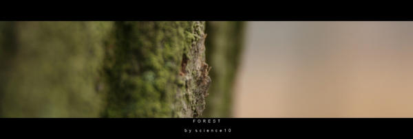 FOREST by science10 on DeviantArt
