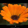 ORANGE FLOWER DROPLETS II