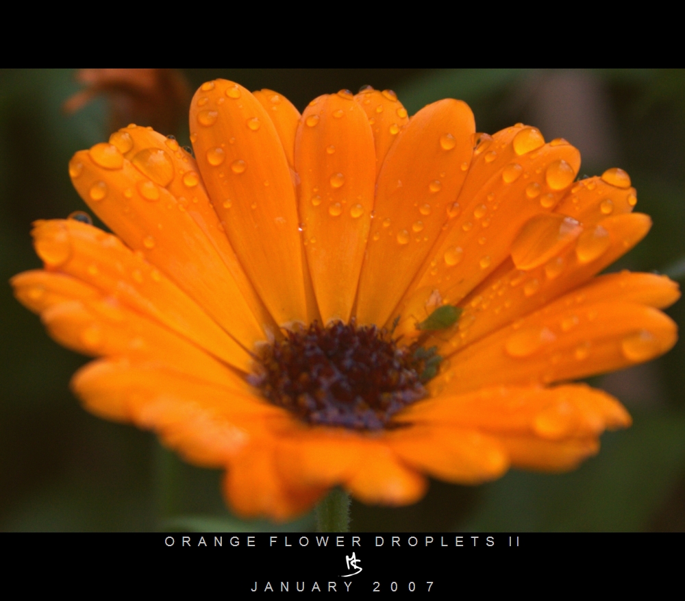 ORANGE FLOWER DROPLETS II