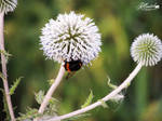 Bee by killswitch90