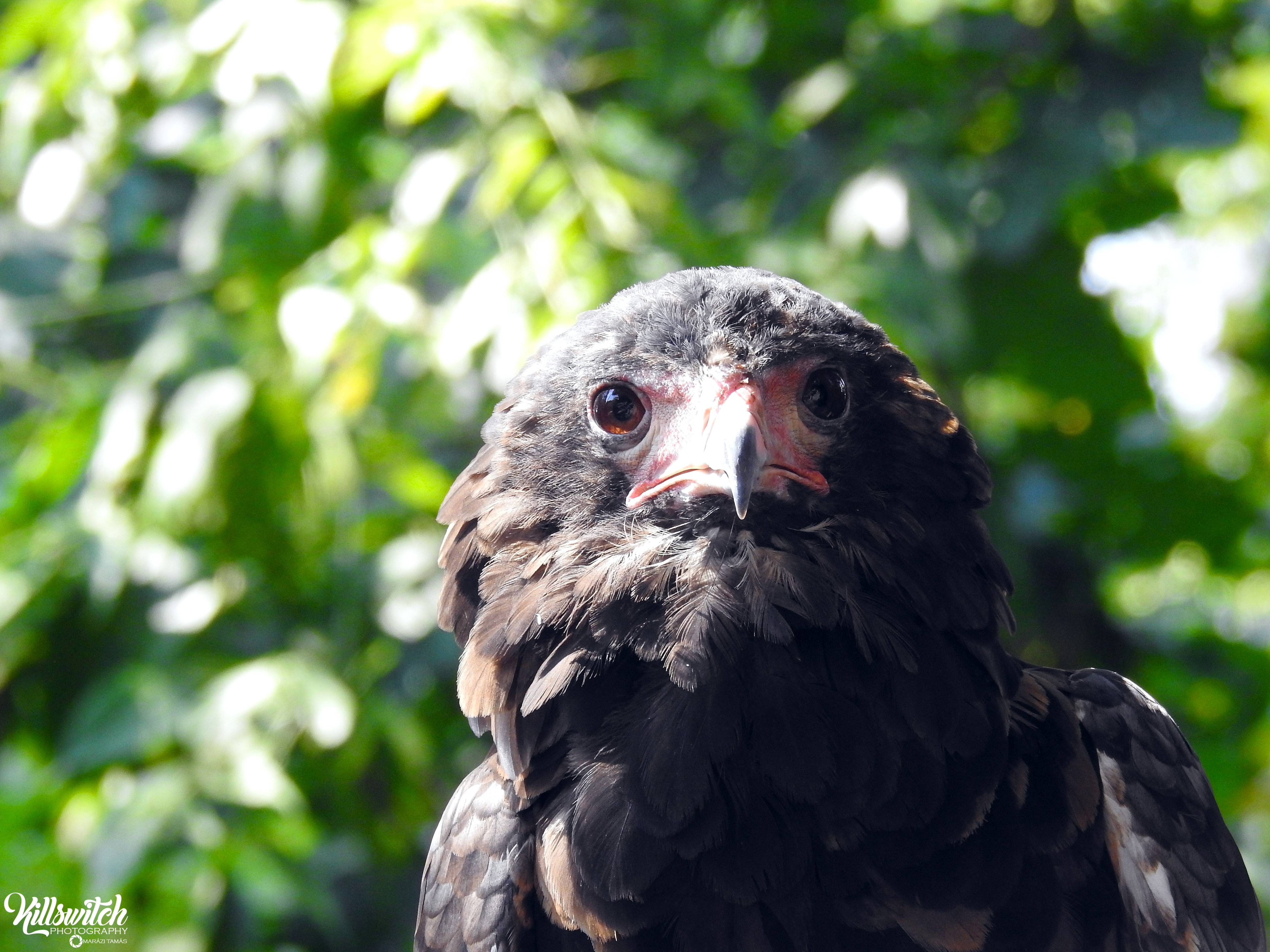 Bateleur 3