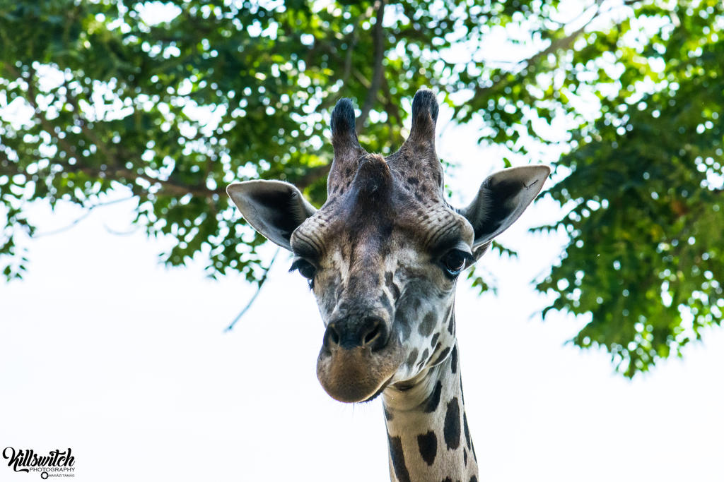 Gnaffe Giraffe portrait by killswitch90 on DeviantArt
