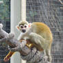 Squirrel monkey