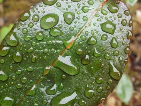 Green Leaf