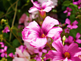 Pink Flowers