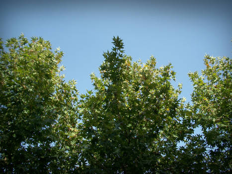 Sky and Trees