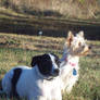 Coopers and Daisy 2