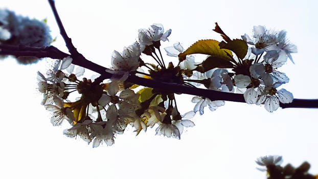 translucent petals