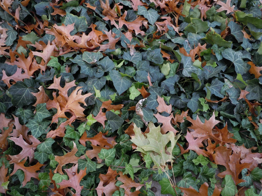 Leaves