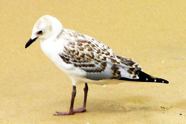 Seagull