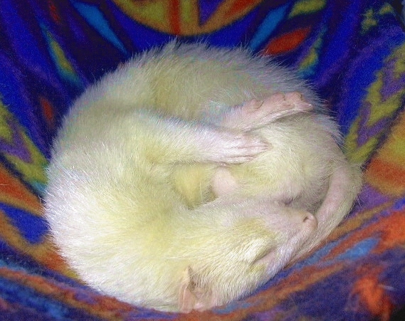 A Ball of Ferret