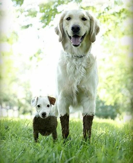 puppy twins