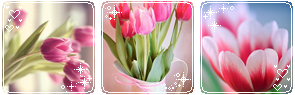 Pink Flowers