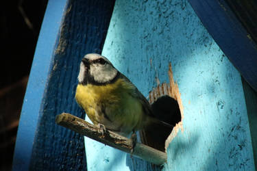 Bluetit