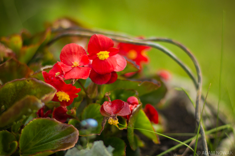 in the garden