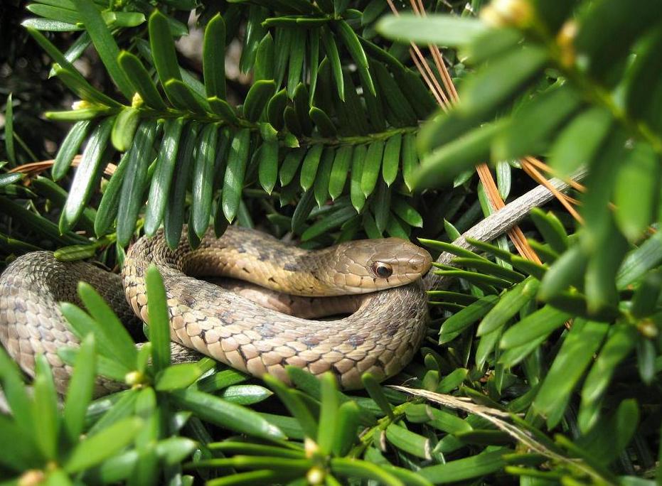 Thars a Snake in My Tree