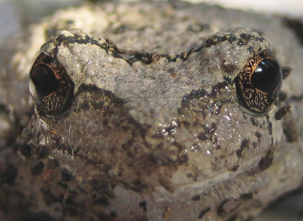 Toad Face by rcbif on DeviantArt