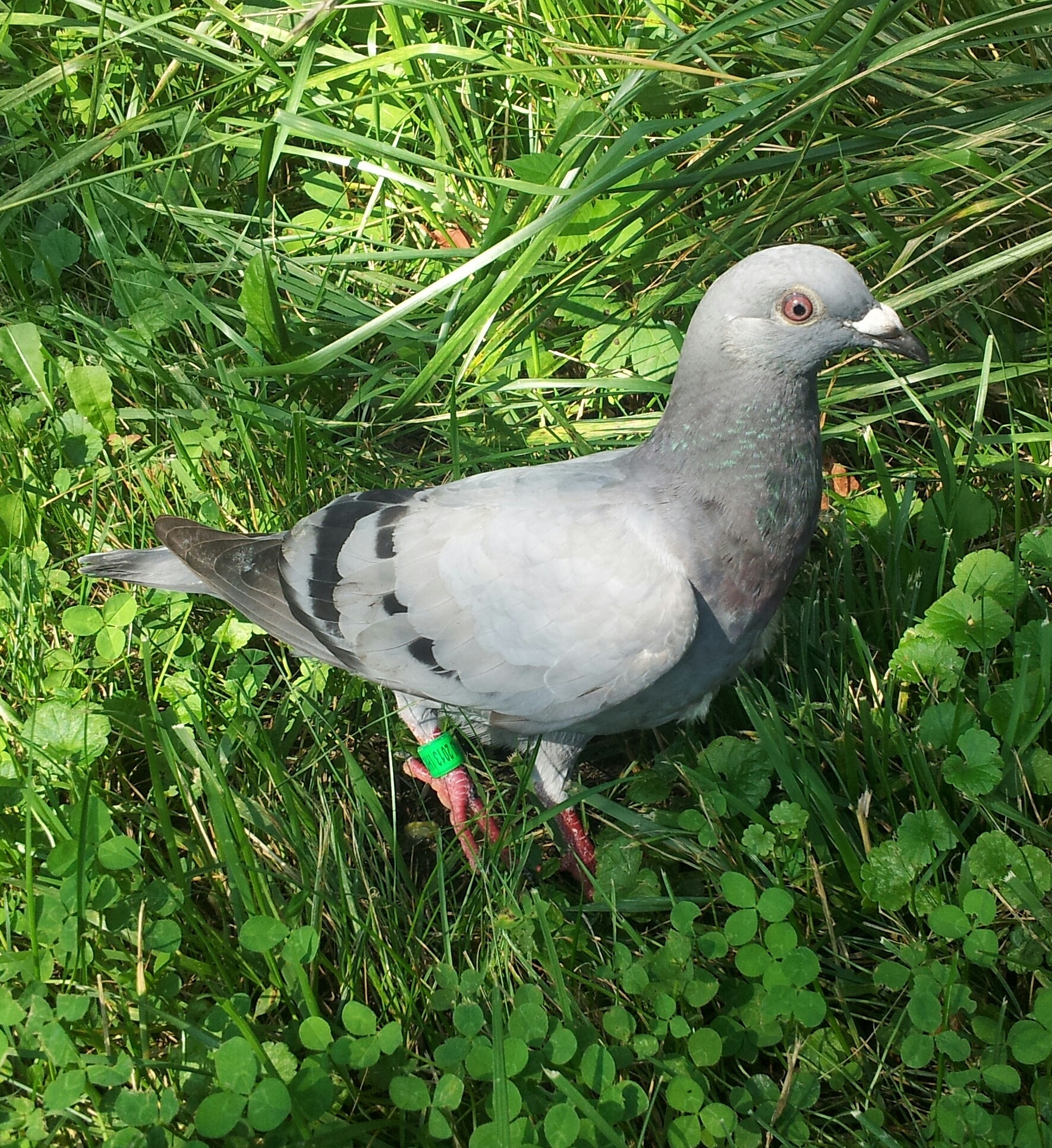 The Race Pigeon Rescue - Story