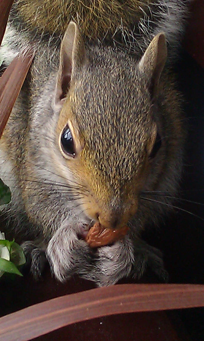 squirrel close up chocolate munch time