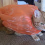 The caped crusader of cats 2