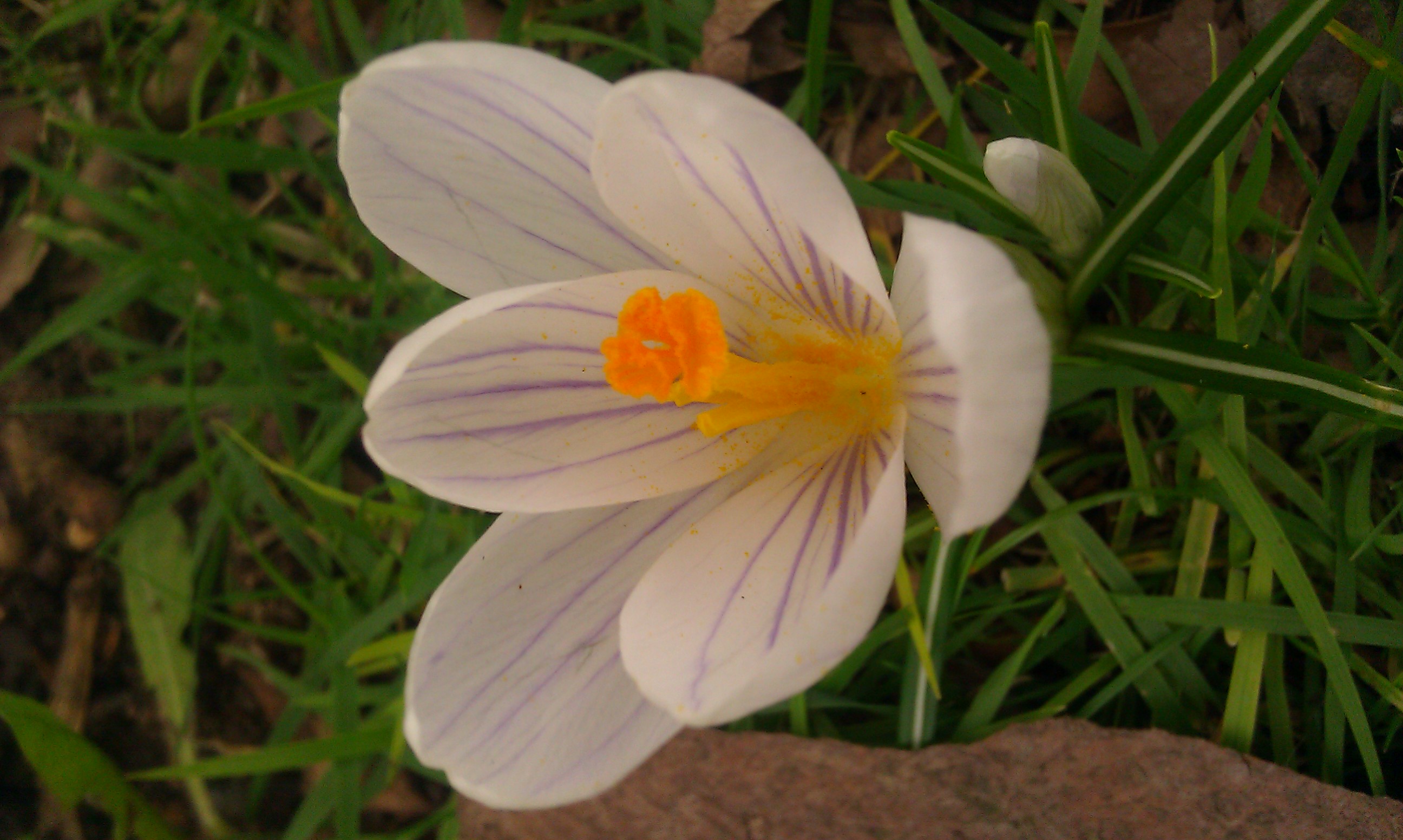 white and purple crocus