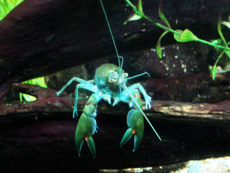 Blue Yabby