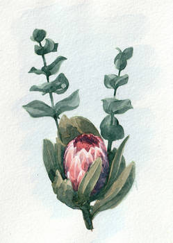 Protea cynaroides