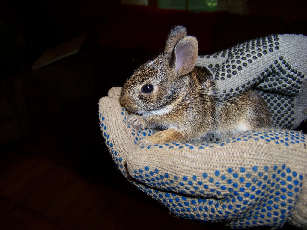 Bunny by divineshadow666 on DeviantArt