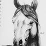 Horse Sketch