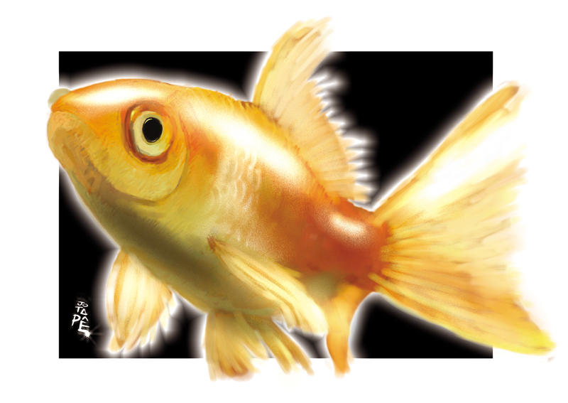 Dourado Goldfish