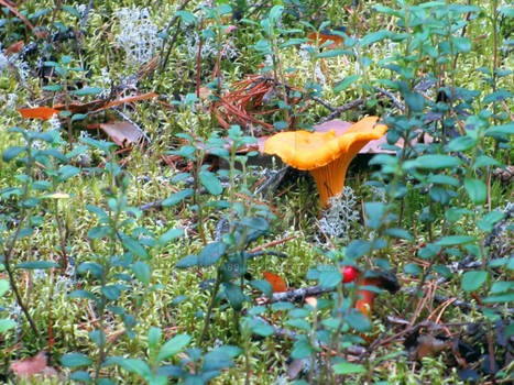 Chanterelle