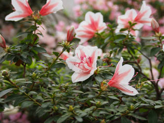 Azalea